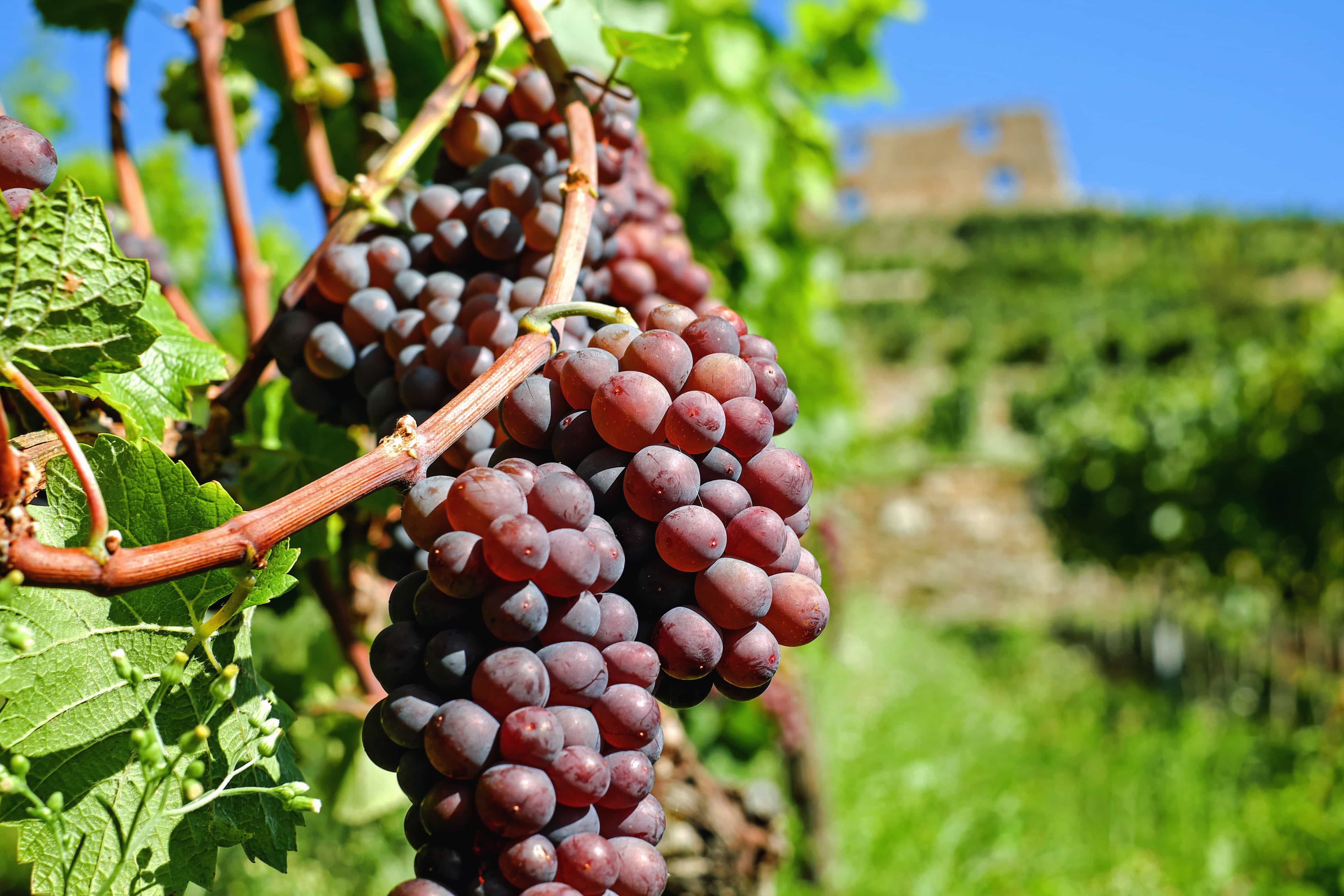 Grape Adventure: Your Guide to the US Vineyard Tours