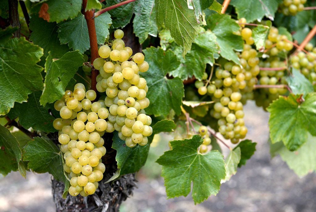 The Artful Mystery of Chardonnay: French vs American