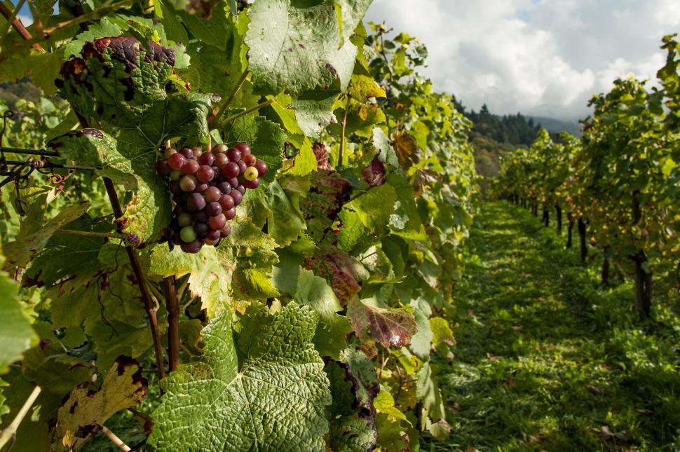 A Whirlwind History of Winemaking in America