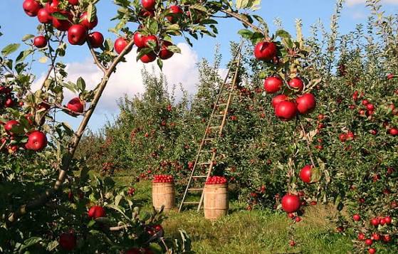 The Uncertain Future of California's Storied Apple Farms