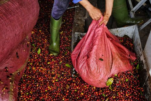 Yemen's Unique Beverage: Transforming Coffee Husks into Qishr